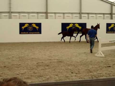 Holsteiner mare Caretina Royal (Caretino x Clearway)