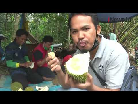 Sensasi Menikmati Durian Langsung dari Pohon di Desa Wisata Namang Bangka Tengah