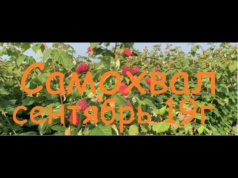 Самохвал сентябрь 19г