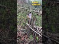 Planting Rice On Dry Land Possible