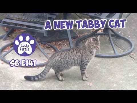 Testing Separations, A New Tabby Cat - S6 E141 - Training And Socializing Feral Cats