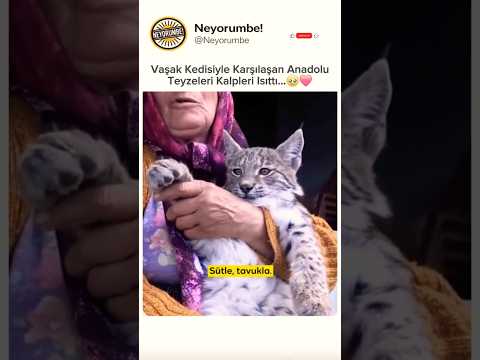 Kedi değil, pisi deyince gelmiyürr 🤦‍♀️😅 #shorts #mizah