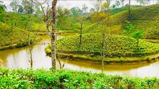 সমনভাগ চা বাগান, বড়লেখা, মৌলভীবাজার।