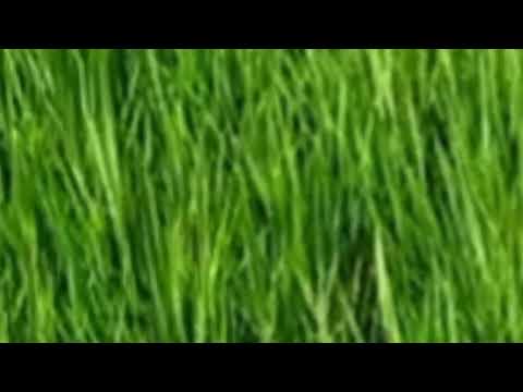 प्राकृतिक खेती अपनाओ धरती माँ को जहर से बचाओ Remix2023 Dr Sanjeet Kumar Sr. ScientistAgriculture©GOI