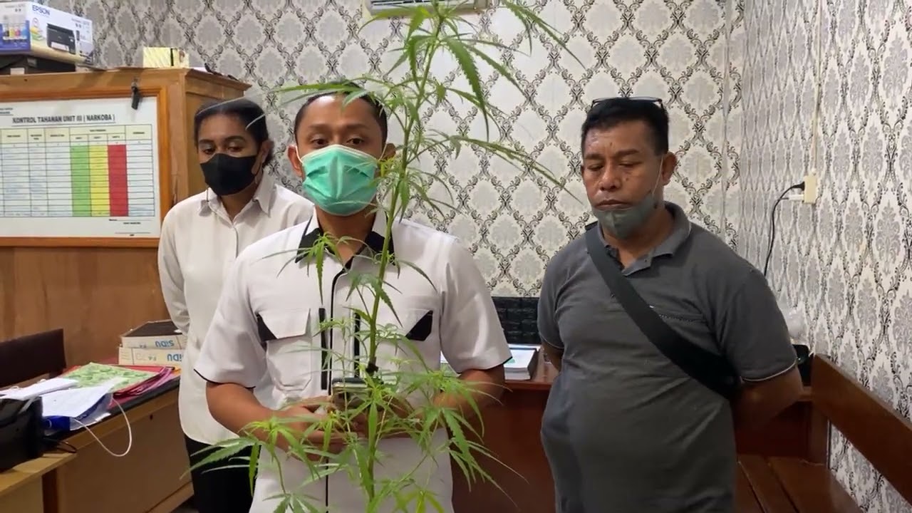 Sat Narkoba Polres Merauke Bekuk Pelajar Yang Menanam Daun Ganja 