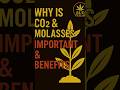 CO₂ & Molasses = Insane Plant Benefits 😱