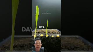 Download lagu Corn seed development from the beginning of planting. #plant #corn #shoots #cornseeds #farming #cool mp3