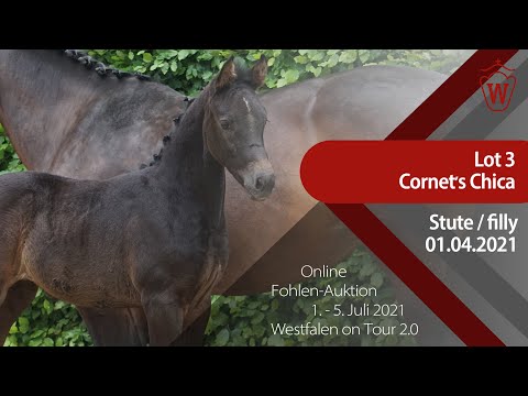 "Westfalen on Tour 2.0"-Auktion - Lot 3 Cornet´s Chica v. Cornet Obolensky - Cicero Z