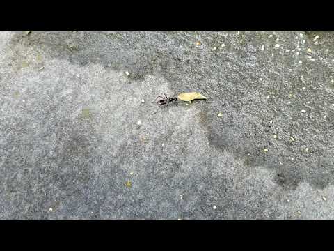 Up Close and Personal with Carpenter Ants in...