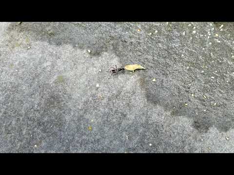 Up Close and Personal with Carpenter Ants in Red Bank, NJ