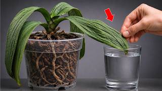 Orchid Leaves Drooping? The Real Problem?