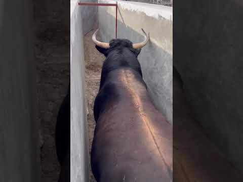 Ganaderia Zacatepec Embarque Toro ALPINISTA 🐂💪💚🤍❤️ Camino Guadalajara 🤗✨ #toro #zacatepec #toroshoy