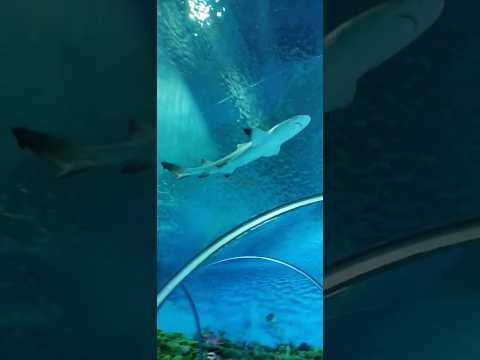 #shorts Shark Aquarium | Shark Tank | Underwater Shark Tunnel | Aquatic Gallery