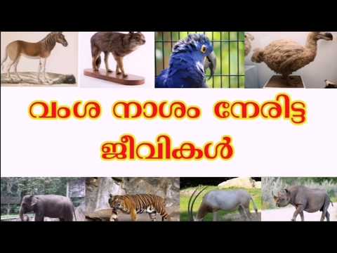 വംശ നാശം സംഭവിച്ച /സംഭവിച്ചുകൊണ്ടിരിക്കുന്ന ചില ജീവികൾ