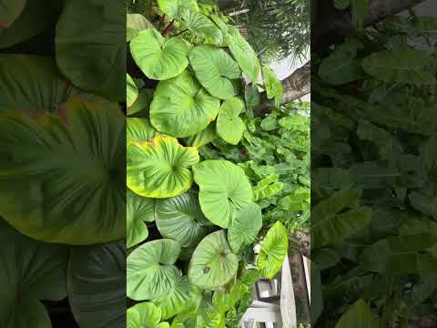 คลิปวีดีโอ