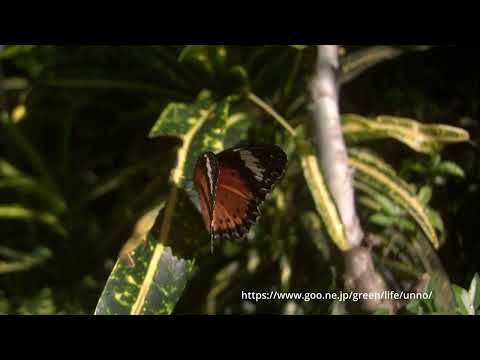 キアネハレギチョウの飛翔33倍スローモーション