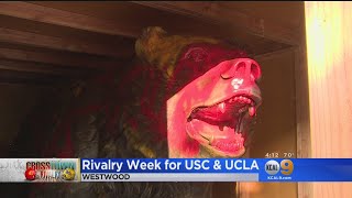 UCLA’s Bruin Bear Covered In Paint Ahead Of Rivalry Game With USC