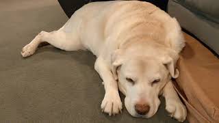 &quot;Black Mass&quot; by Menzingers cover