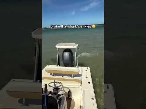 (ESPN): Sting Ray had that shark doing water ballet—ankles gone, pride missing, ocean laughing.