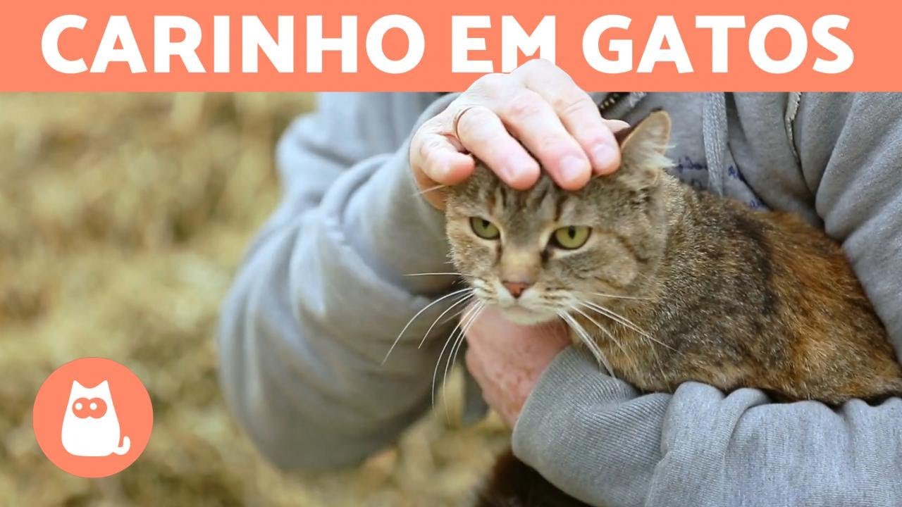 ONDE FAZER CARINHO EM UM GATO? - Zonas proibidas e favoritas