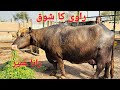 Top5 High Milking Ravi Buffaloes Rana Umair Dairy Farm Buffalo Farming In Pakistan