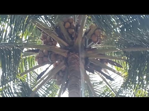  1 Acre Agricultural/Farm Land for Sale in Pollachi, Coimbatore