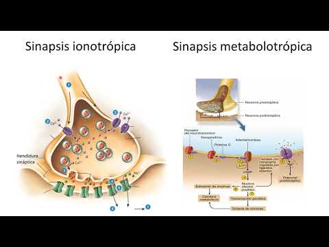 Fisiología neuronal I