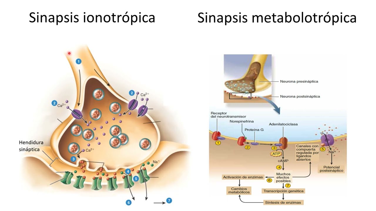 Fisiología neuronal I