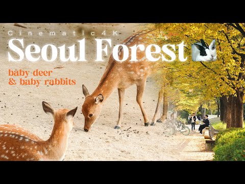 Veados em Seul | Floresta de Seul 서울숲 Floresta de Seul | Eco & Paz em SEOUL | Timelapse cinematográfico em 4K