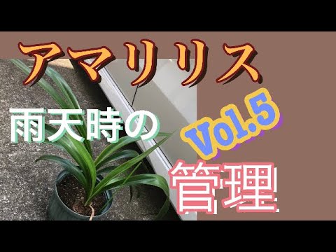 開花後のアマリリスの世話は涼しい場所の保管球根を選択してください