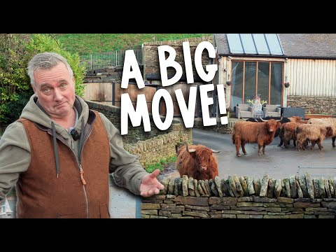 Footbathing Sheep & Collecting Lynn… A Risky Job 🐑🐄