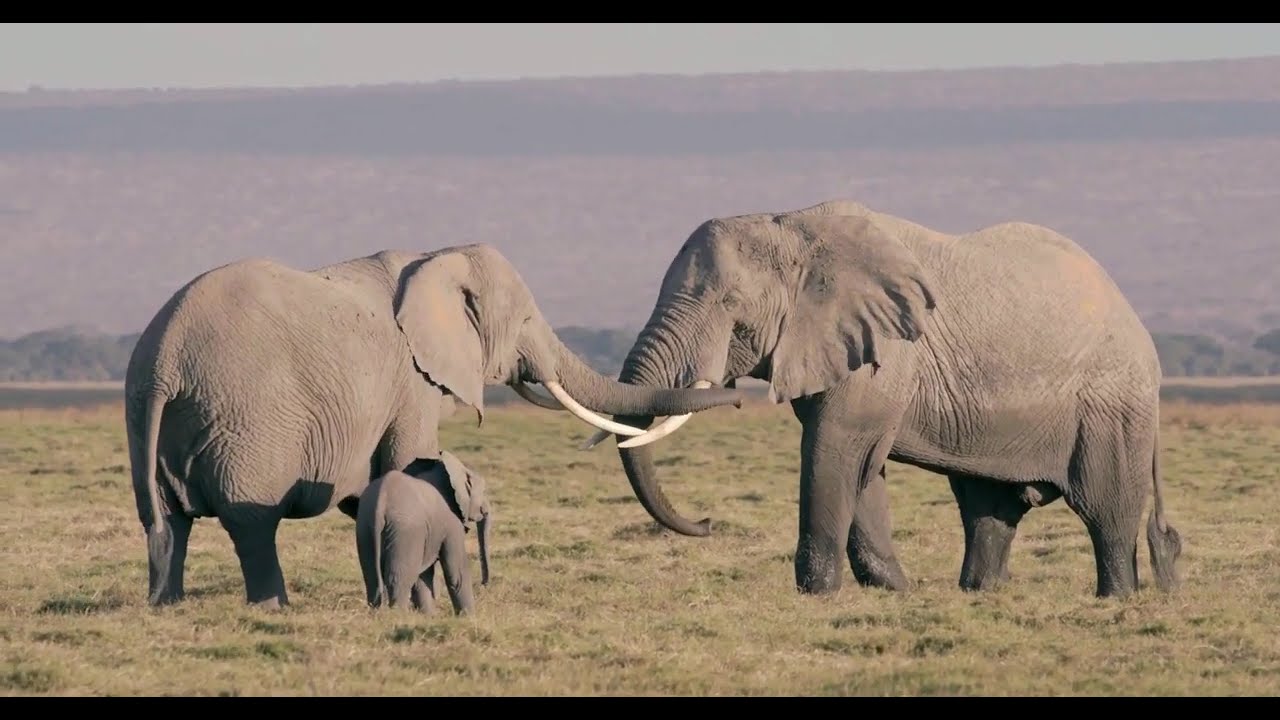 World Elephant Day 2025