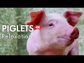 Piglets In 4K Relaxing Music For Stress Relief