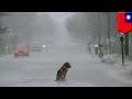 Loyal dog waits for owner: Abandoned pet waits for ...