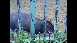 Visayan Warty Pig At Zoo Antwerp