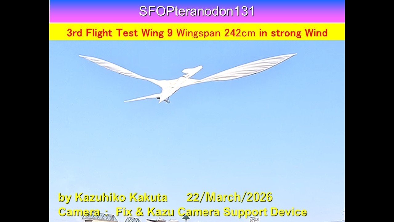 サーボ駆動翼竜型羽ばたき機 SFOPteranodon131 Wingspan 242cm : 3rd Flight Test Wing 9 Large legs in Strong Wind