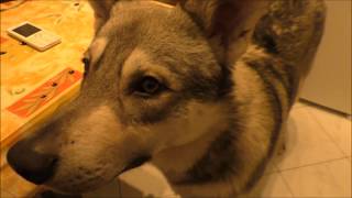 Saarloos Wolfhund Leon - Was bisher geschah
