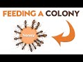 How To Feed An Ant Colony