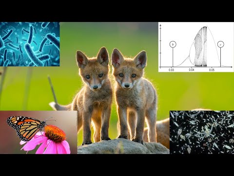 Chaos in nature is more common than we think | ft. The prey-predator model #SoME3