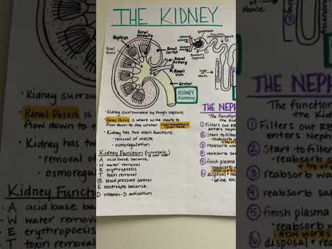 Kidney and function PHYSIOLOGY and anatomy medical 2.0