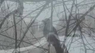 Graveworm - Ignorance of Gods