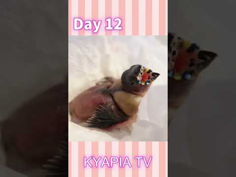 ネズミが鶏の種を食べないようにするために何ができるでしょうか?シンプルだが効果的な 8 つのヒント  庭園