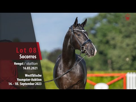 Youngster-Auktion Lot 08 Socorros Hengst v. So Perfect - Dancier
