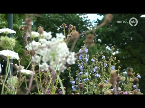 GLD Nieuws 23 juli 2017