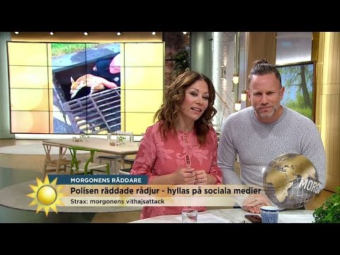 Polisen räddade rådjur - hyllas på sociala medier - Nyhetsmorgon (TV4)