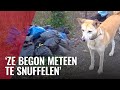 Hond Lily vindt tientallen vuilniszakken vol wietafval