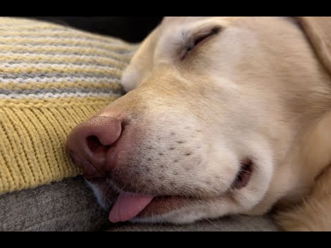 Olive and Mabel - Life Lessons