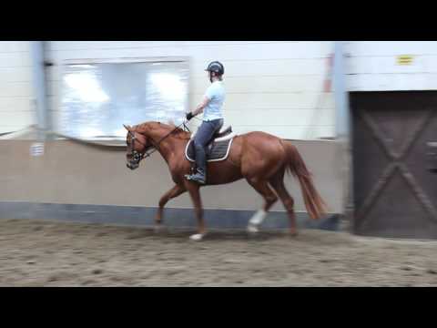 Dreijähriger Fuchs Hengst von Discovery