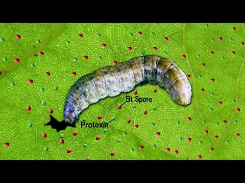 XenTari® – Wirkungsmechanismus