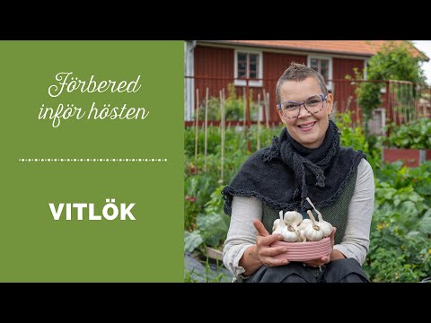 Vitlök - Så förbereder du inför att sätta vitlök på hösten